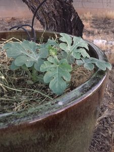 growing yellow watermelon in a pot