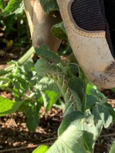 handpicking tomato hornworm off tomato plant with gloves