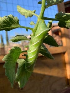 tomato worms blend into the plant well