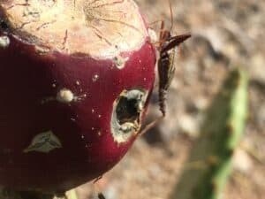 prickly pear with insect