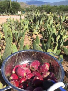 how to pick prickly pear