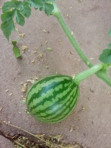 growing watermelon from seed