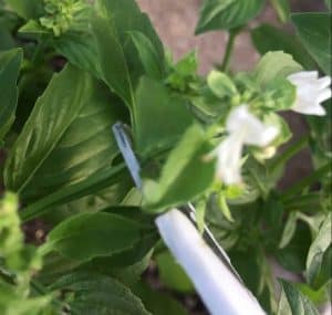 snipping basil flowers