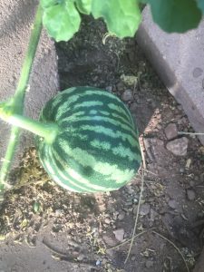 Growing Crimson Sweet watermelon