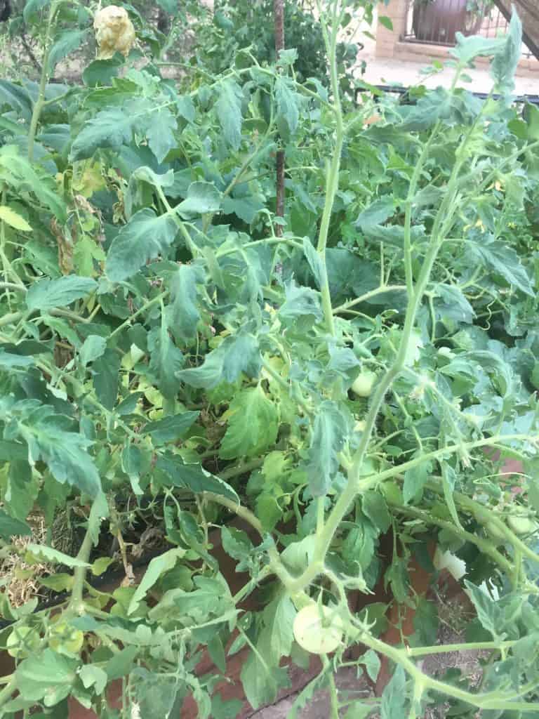 indeterminate tomato plant