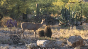 deer eating barrel cactus