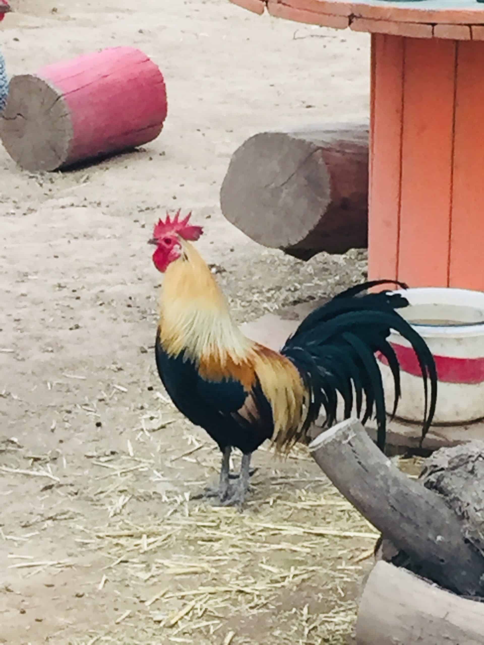 Why do roosters crow