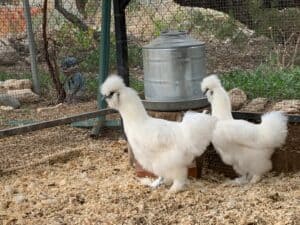 silkie chickens by waterer