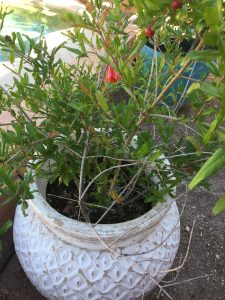 potted pomegranate tree