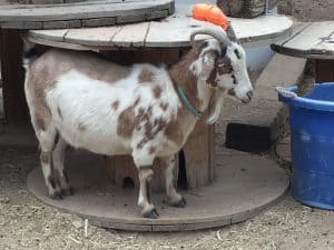 injured goat horn