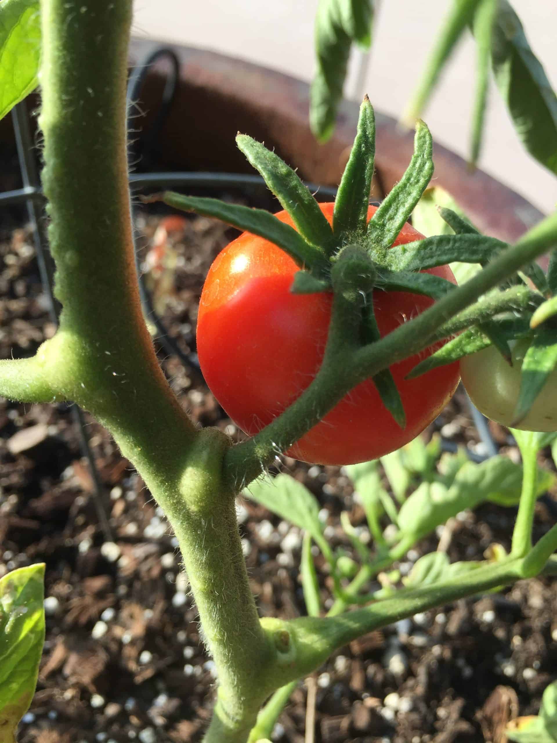indeterminate tomatoes