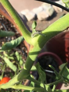 sucker on indeterminate tomato plant