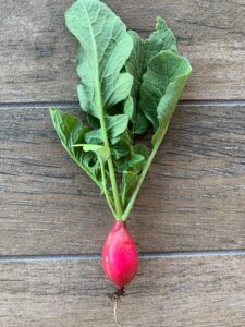 homegrown radish