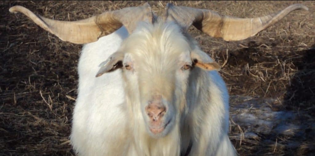 Kiko goat with horns