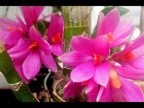 Best Simple Orchid Greenhouse Design Increases Beauty of Your Orchids