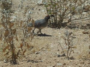 raising quail free range