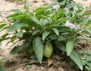Pepino melon plant with flowers and fruit