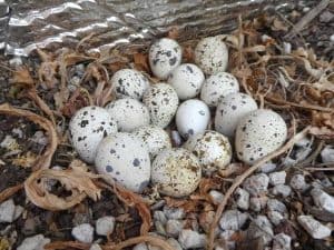 quail eggs in planter