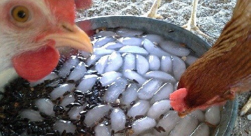 Water Your Backyard Chickens 