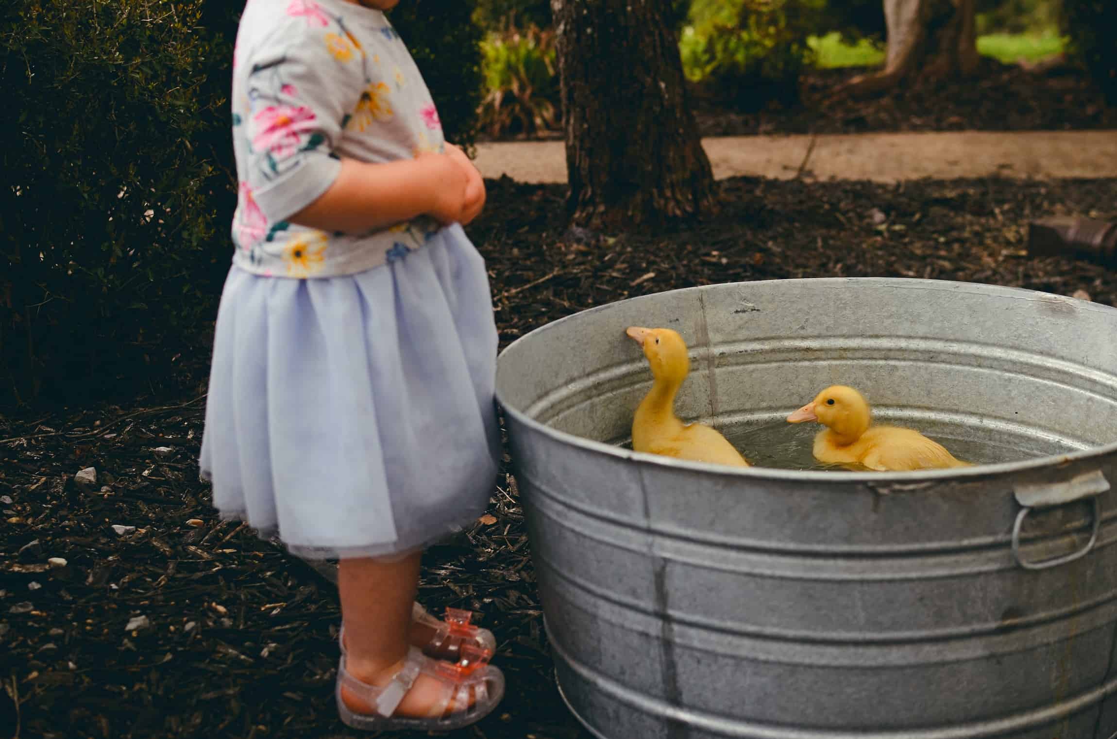 What You Need to Know raising ducks