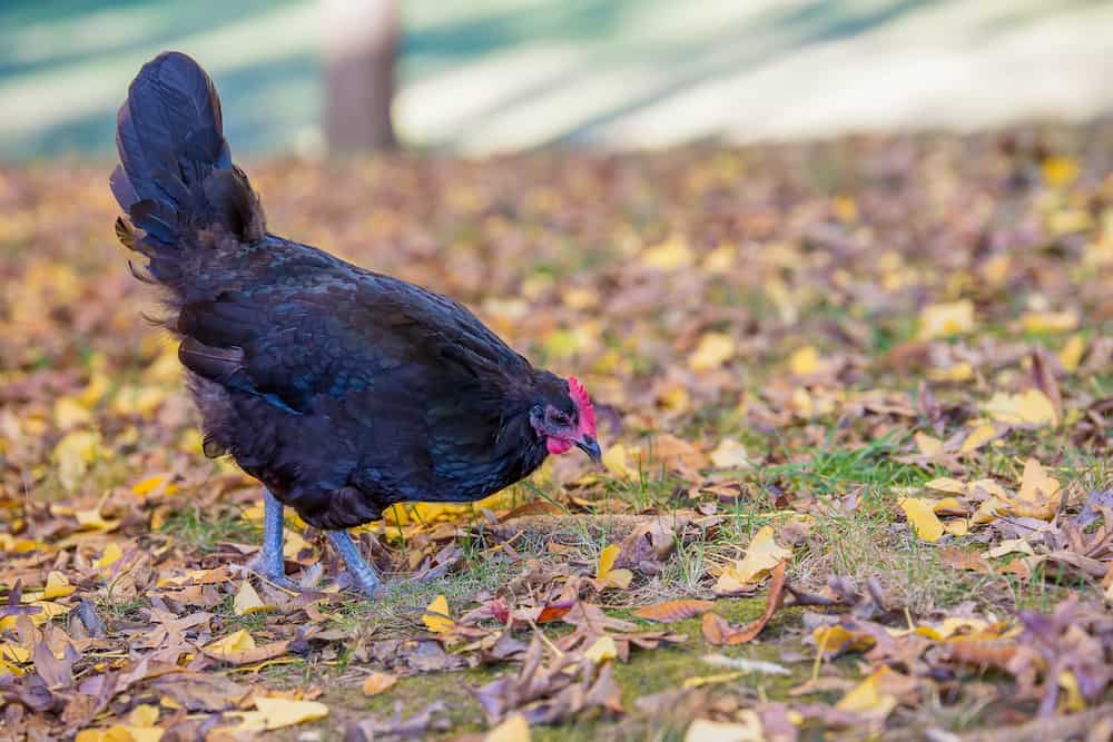 Antique Black Chicken Rooster Crowing Cockerel Farm Keeper Farmer Pin Badge 
