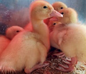 Baby Pekin ducks