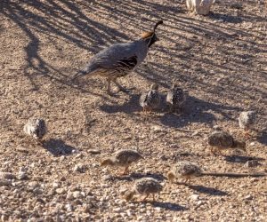 raising quail outdoors