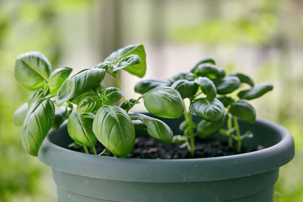 growing basil plant at home