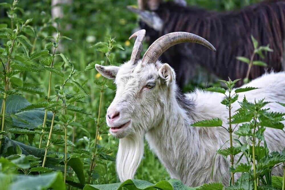 Why do some goats have beards