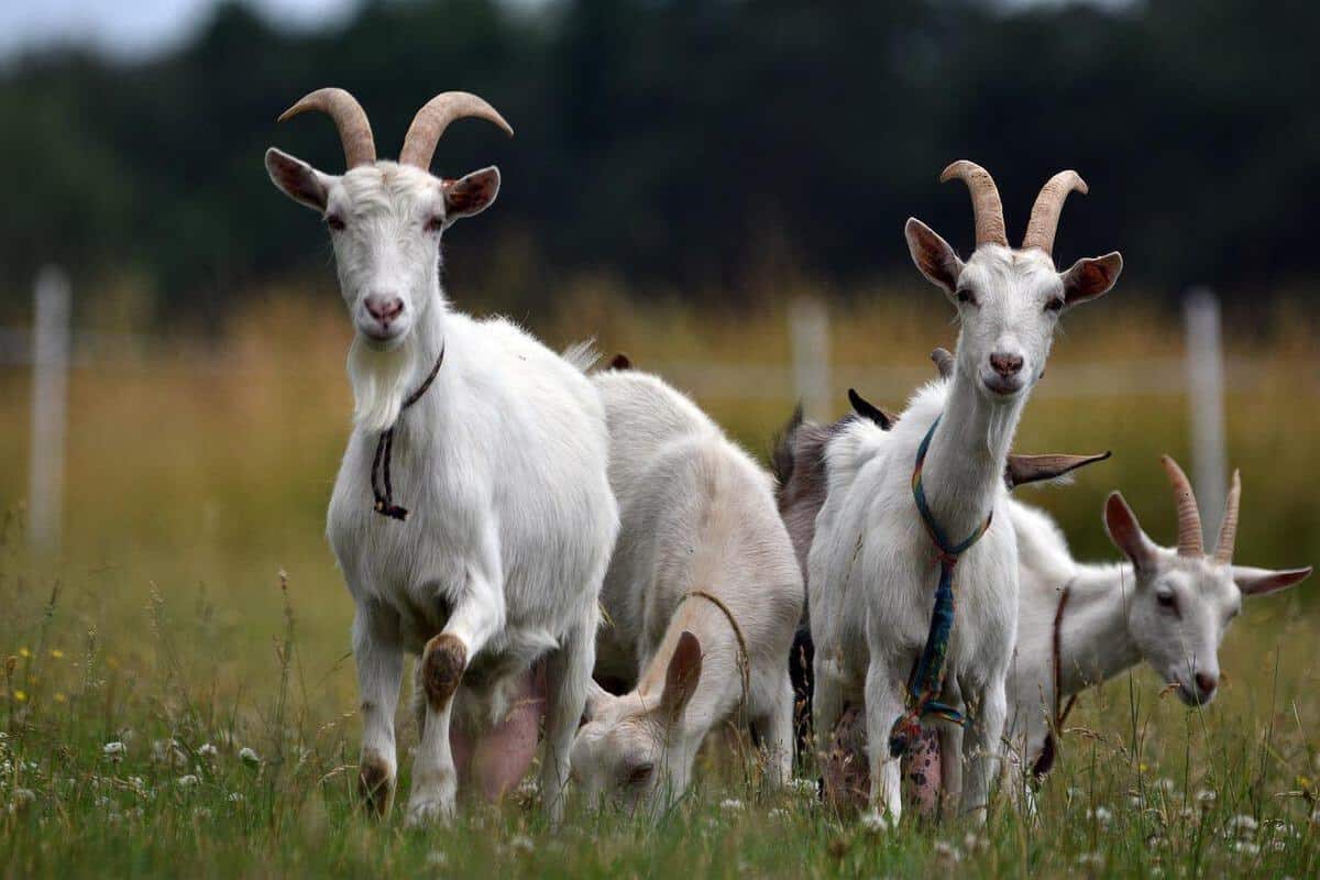 bearded goats