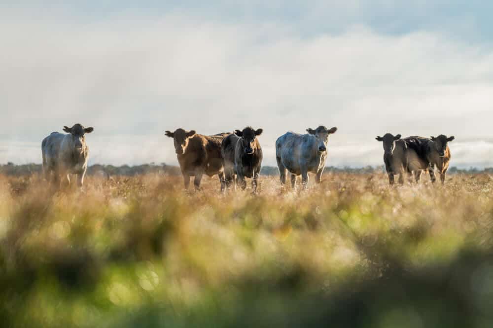 herding cattle