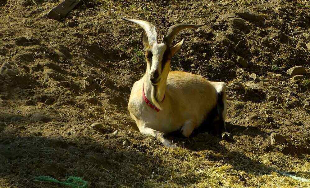 How to Get Rid of Hay Belly in Goats