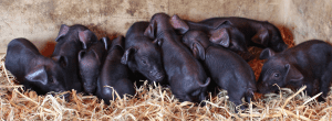 Berkshire black piglets