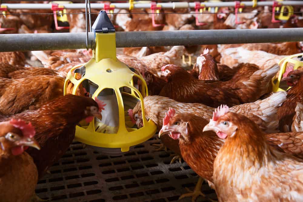 best chicken feeder to prevent waste