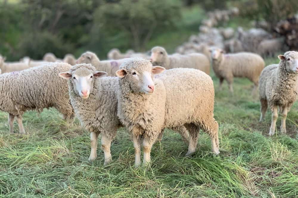 best farm animals sheep