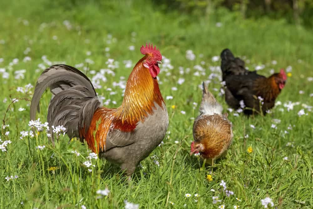 best farm animals chickens and roosters