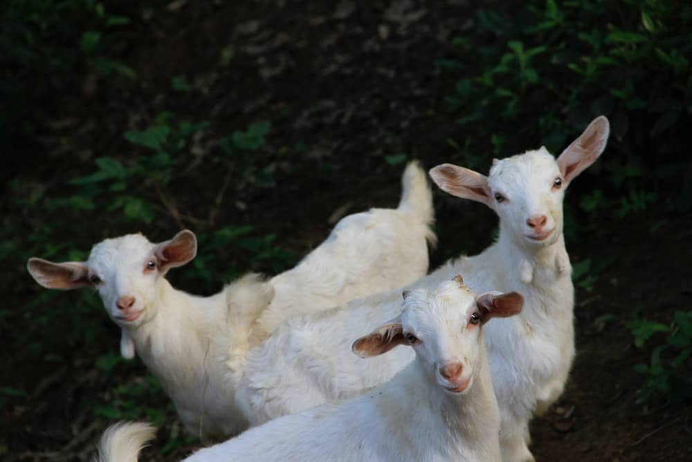 best farm animals goats