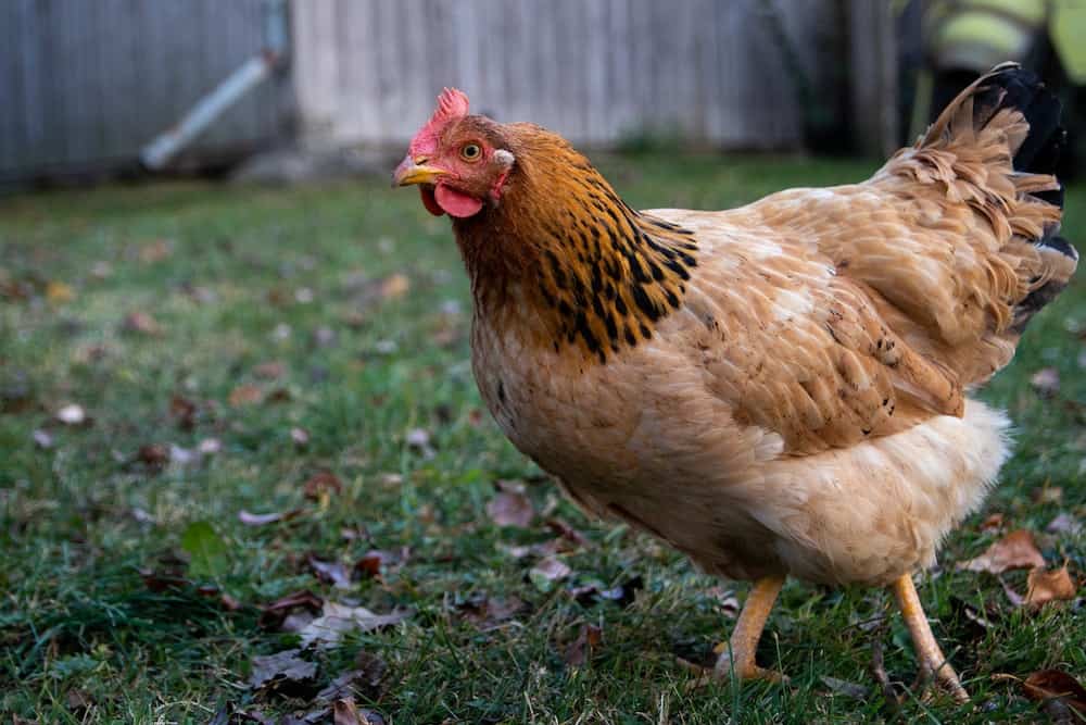 best farm animals chickens