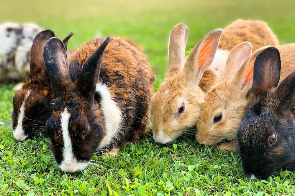 best farm animals rabbits
