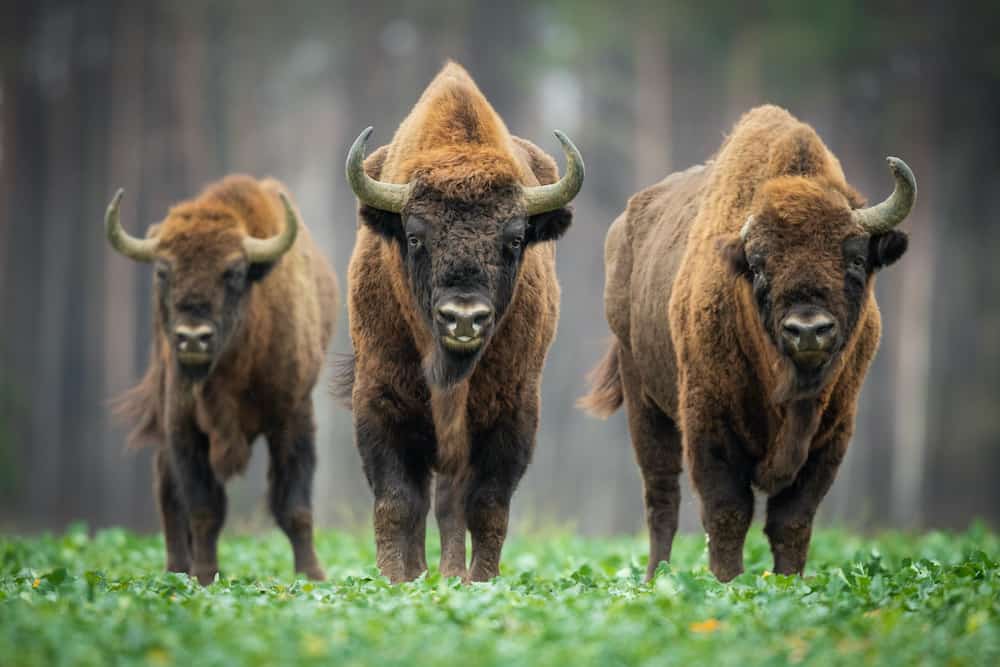 bison vs buffalo