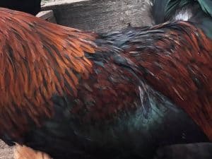 black copper maran chicken
