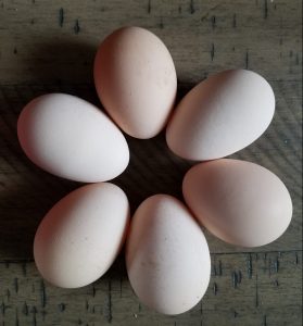 Blue Laced Red Wyandotte eggs