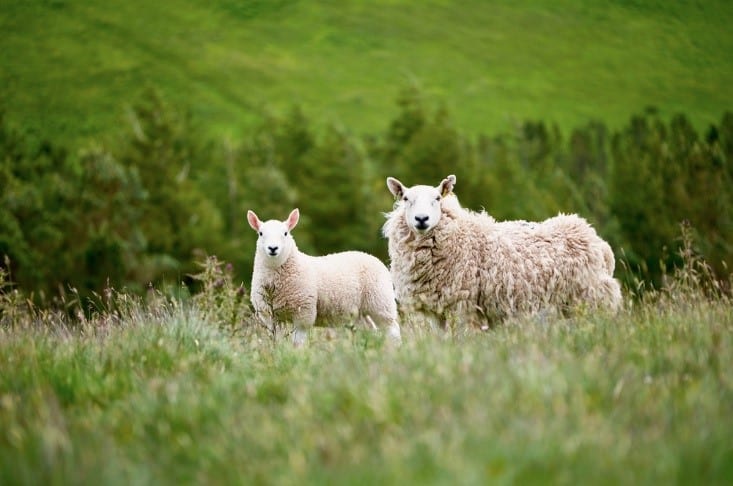 Cheviot sheep pasturing