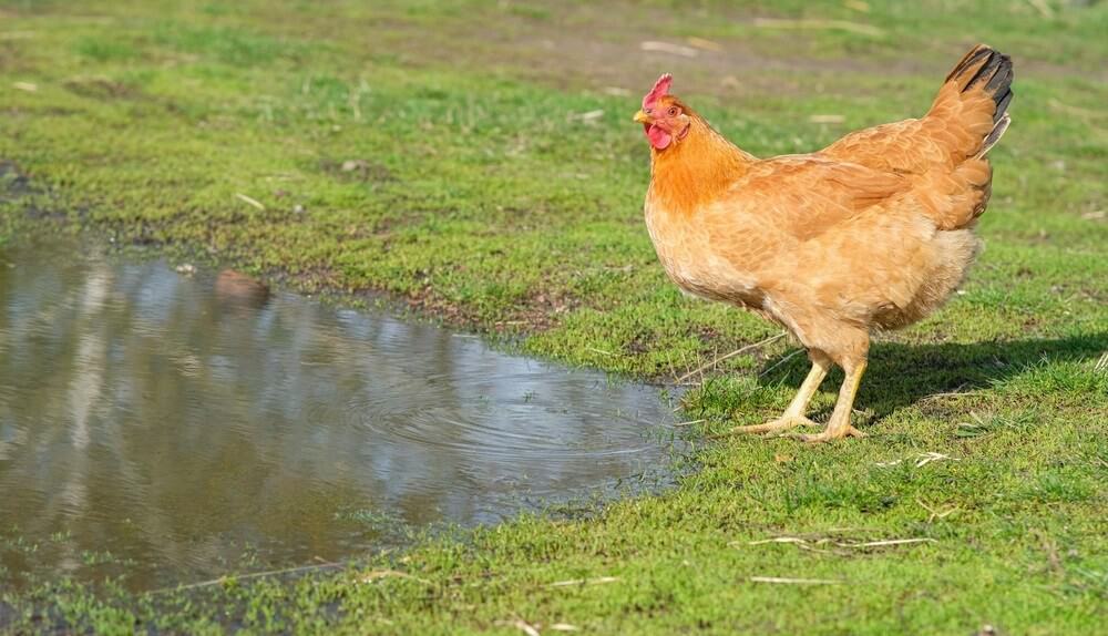 can chickens swim
