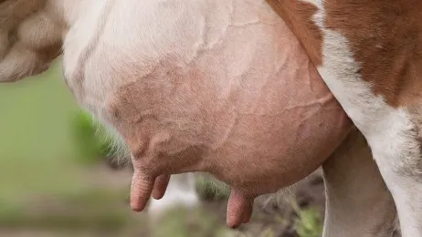 cow udder closeup
