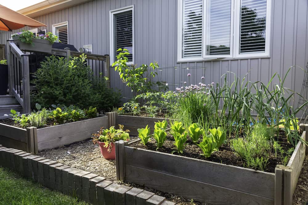 raised garden beds easiest vegetables to grow