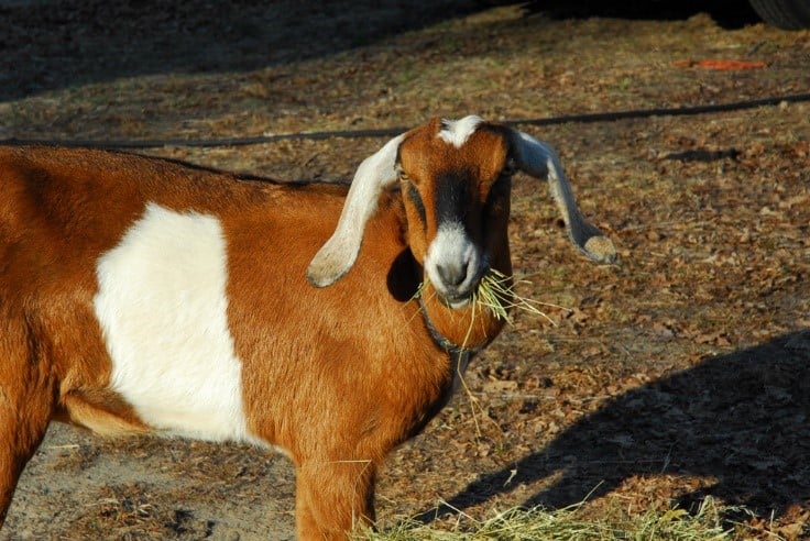 Hay belly in goats