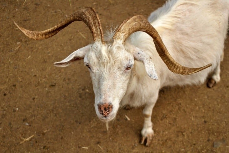 goat with big horns