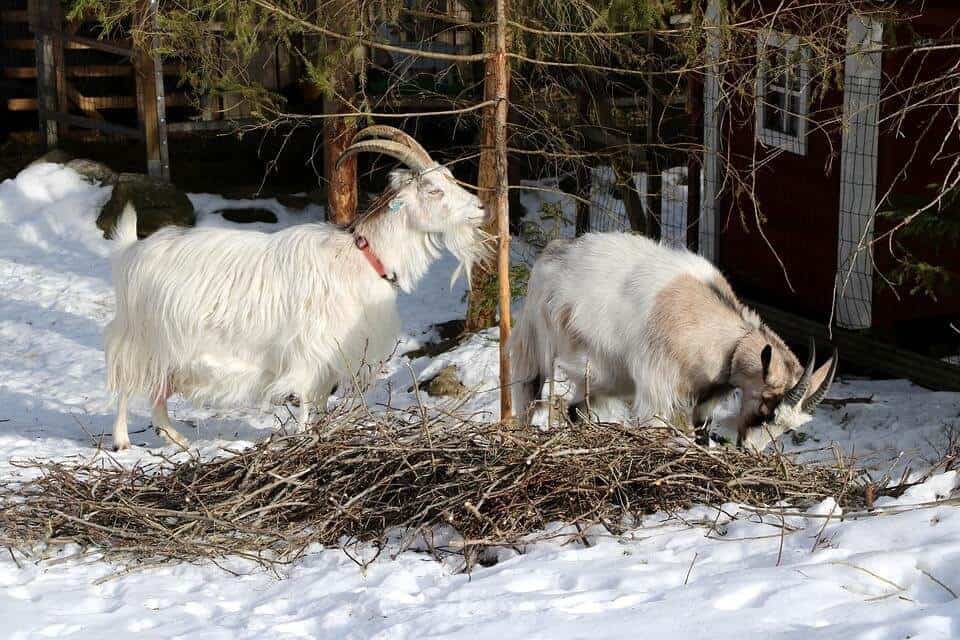 Goats feeding in winter
