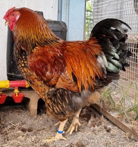 Golden laced wyandotte rooster